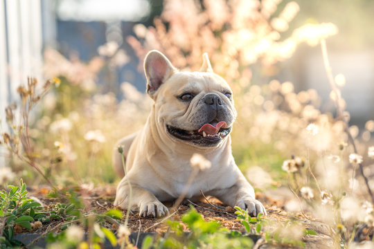 Cute french bulldog lying at grass field.