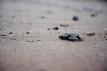 Baby turtle hatching and walking on the beach to ocean new life beauty in nature environment Bundaberg Queensland Australia go ahead