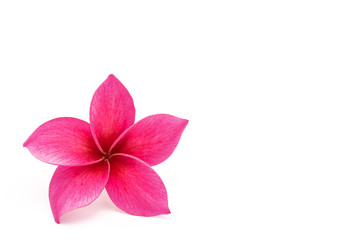 Red plumeria flower isolated on white background.