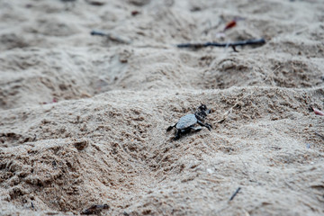 Baby turtle hatching and walking on the beach to ocean new life beauty in nature environment Bundaberg Queensland Australia 37
