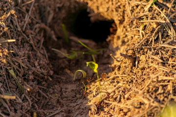 Entrada de Hormiguero con Hormigas entrando en el