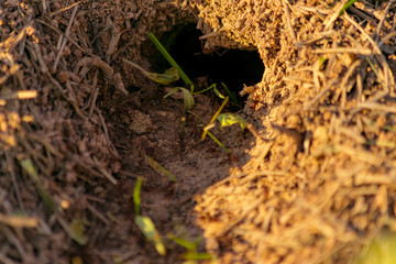 Entrada de Hormiguero con Hormigas entrando en el