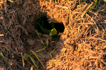 Entrada de Hormiguero con Hormigas entrando en el