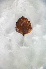 Frozen leaf in lake in winter