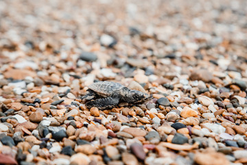 Baby turtle hatching and walking on the beach to ocean new life beauty in nature environment Bundaberg Queensland Australia 20