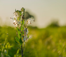 Flor Blanca a contraluz