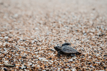 Baby turtle hatching and walking on the beach to ocean new life beauty in nature Bundaberg Queensland Australia