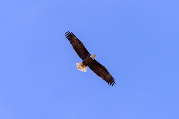 Bald Eagle in Flight Angle