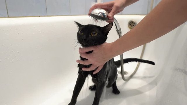 A black cat with yellow eyes is washed in a white bath, and he looks at the camera in fright. Faceless. Taking care of animals. Lifestyle. Concept. Closeup. 4K.