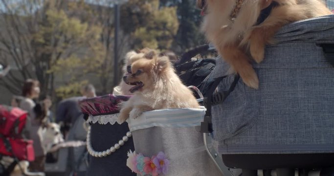 group of Pomeranian puppy dogs in pram in park slow motion 4K DCI