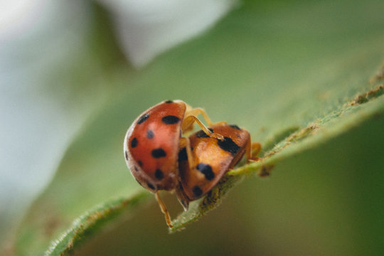 rare picture of a ladybugs couple making love on green leaf
