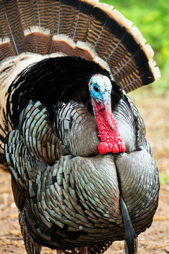 Wild Rio Grande Turkey