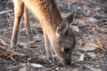 Gros plan de faon en automne (Nara - Japon)