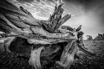 Huge ancient driftwood washed up on a beach on the oregon coast in black and white © just.b photography