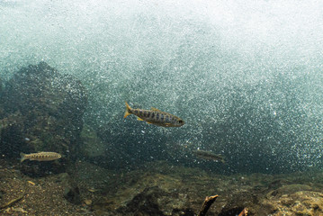 Smolt 