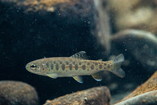 Juvenile Steelhead trout 