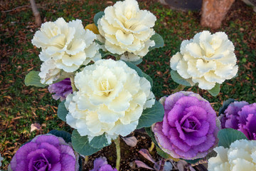 2月の白と紫の葉牡丹