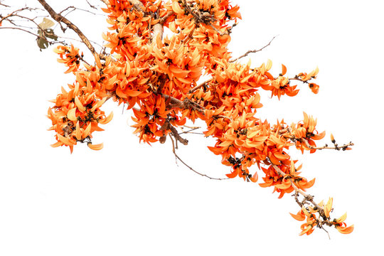Butea Monosperma or palash flower of southeast asia on white background. Plaso monosperma, Butea frondosa, Erythrina monosperma.