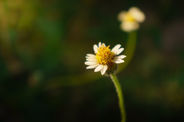 Fototapeta premium floral summer spring background conceptual. close up on flowers against blurry background. focusing on flowers. soft focus. free copy space. colourful artisitic images