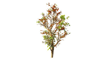 Obraz premium Green tree isolate on white from nature. 