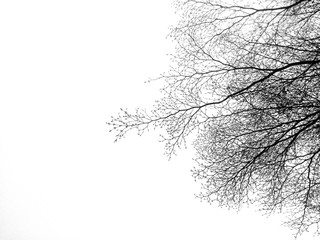 Fototapeta premium tree branches after died tree with white sky background