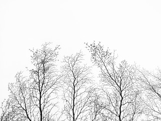tree branches after died tree with white sky background