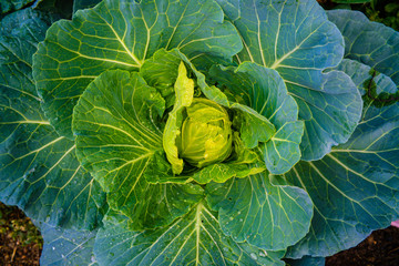 Obraz premium Green organic cabbage vegetable head with leaf