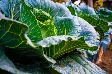 Green organic cabbage vegetable head with leaf