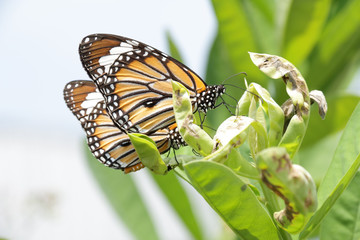 A beautiful butterfly in the garden