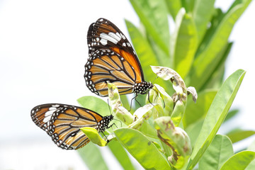 A beautiful butterfly in the garden