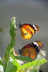 Fototapeta na wymiar A beautiful butterfly in the garden