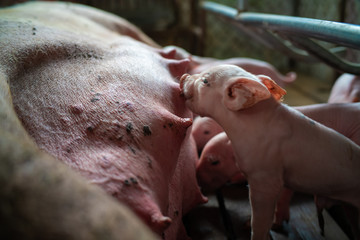Piggy new born farm sucking milk breading