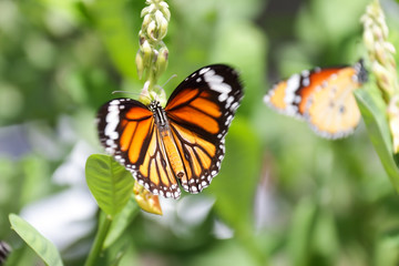 Fototapeta na wymiar A beautiful butterfly in the garden
