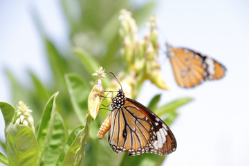 A beautiful butterfly in the garden