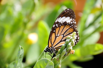 A beautiful butterfly in the garden