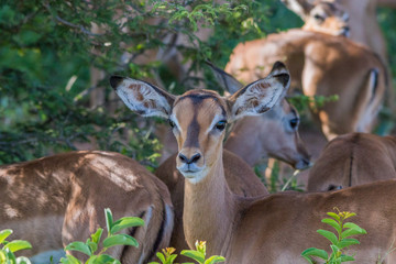 Group of impala ewes up close in the Kruger National Park in South Africa image in horizontal format