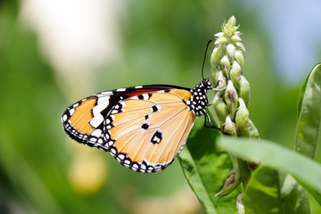 A beautiful butterfly in the garden