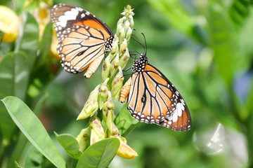 A beautiful butterfly in the garden