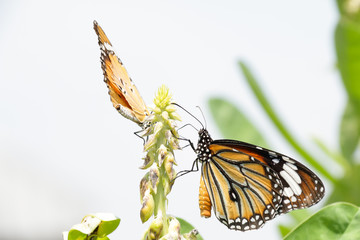 A beautiful butterfly in the garden
