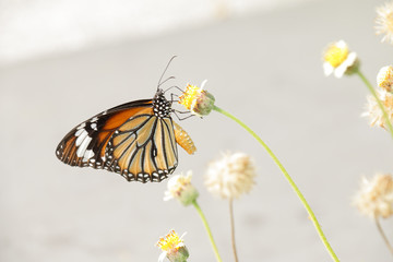 A beautiful butterfly in the garden