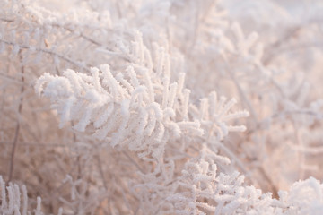 frozen winter forest