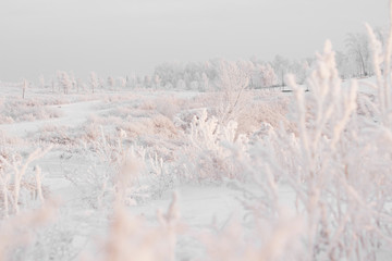 frozen winter forest