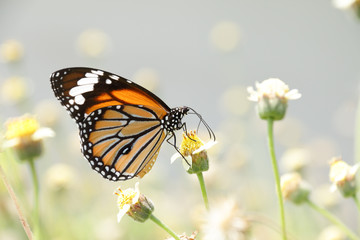 A beautiful butterfly in the garden