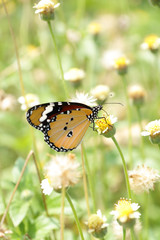 A beautiful butterfly in the garden