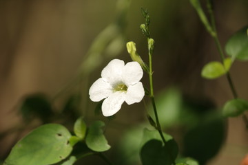 white flower in garden
