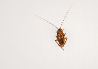 Isolated cockroach insect on the white background
