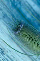 Floral background. On a blue wooden background lies an inflorescence Dipsacus. Green large thorn on a blue wooden background. Blur, close-up, vertical, free space, top view.