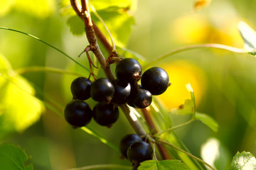 Berries of black currant on a branch. Close-up round black berries. A sunbeam falls on the berries of black currant. Natural background. Blur, close-up, horizontal, free space. Natural beauty.