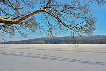 Willow tree branches hang over a frozen river.