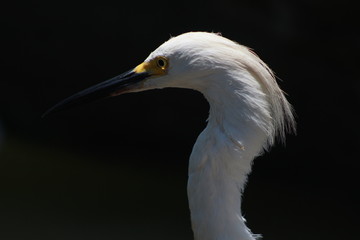  close up of a heron on the beach